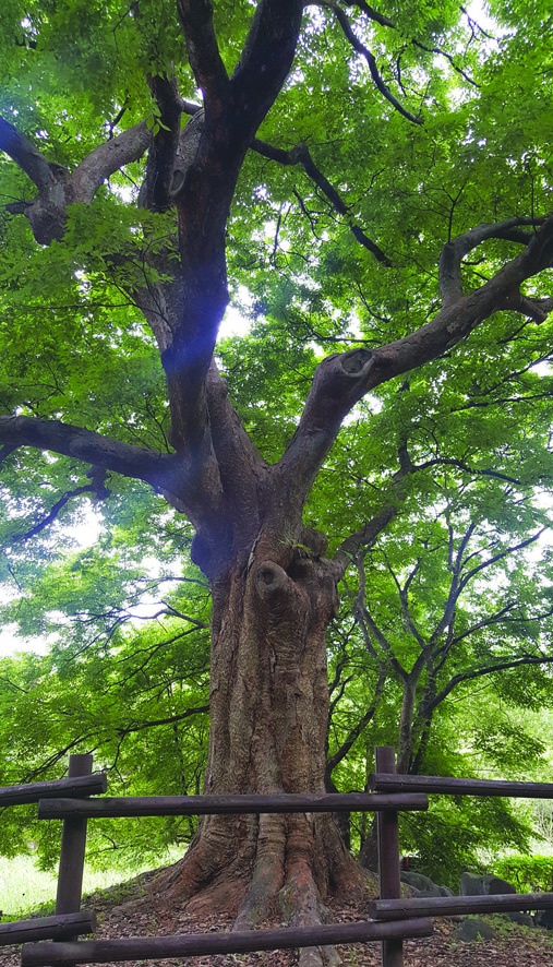 나무 특징 느티 느티나무