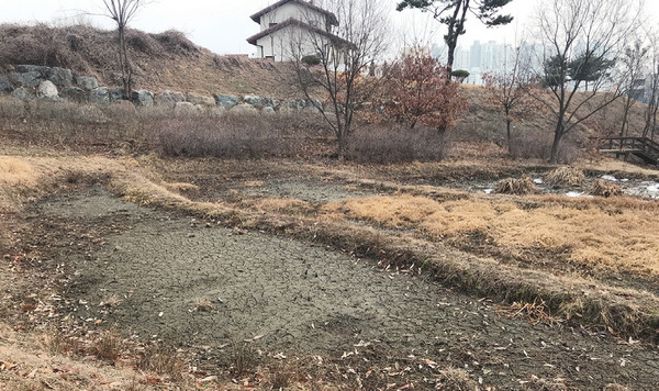                         청주지방법원 뒤편 두꺼비쉼터의 산개구리못 등지에도 물이 말라 있다. 촬영일 1월 26일