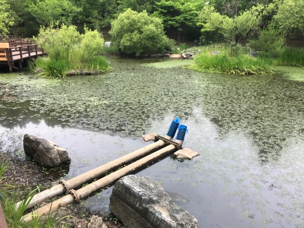 물이 반쯤 말라버린 두꺼비생태공원의 참개구리 연못. 6월 17일 촬영 ⓒ조현국