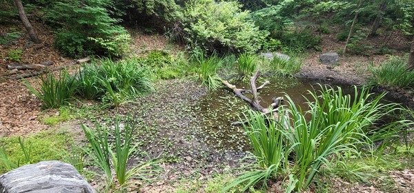 물이 말라버린 두꺼비생태공원의 청개구리 연못