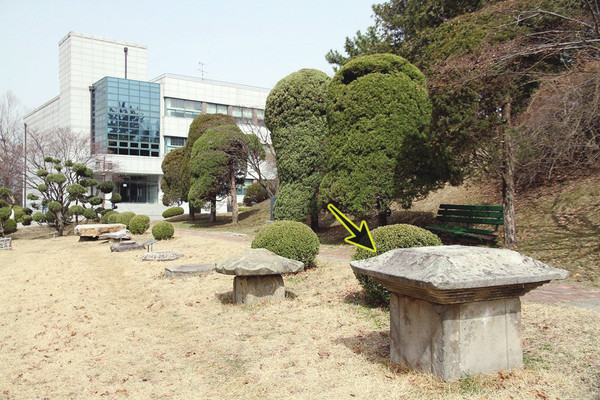 〈사진7〉 충북대학교 박물관 앞 잔디밭으로 옮겨진 산남동에 있던 탑(塔)(화살표)