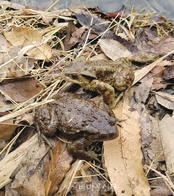 2024년 2월 14일 농촌방죽에서 처음 발견된 두꺼비들/ 사진_ 두꺼비순찰대 제공